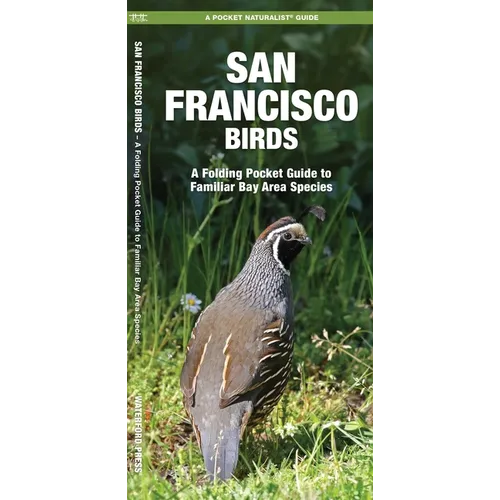 San Francisco Birds: An Introduction to Familiar Species