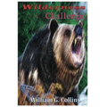 Wilderness Challenge - Paperback