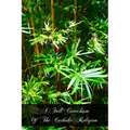 A Full Catechism Of The Catholic Religion - Paperback
