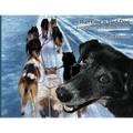 Run Like a Sled Dog: Another Black Bear Sled Dog Adventure - Paperback